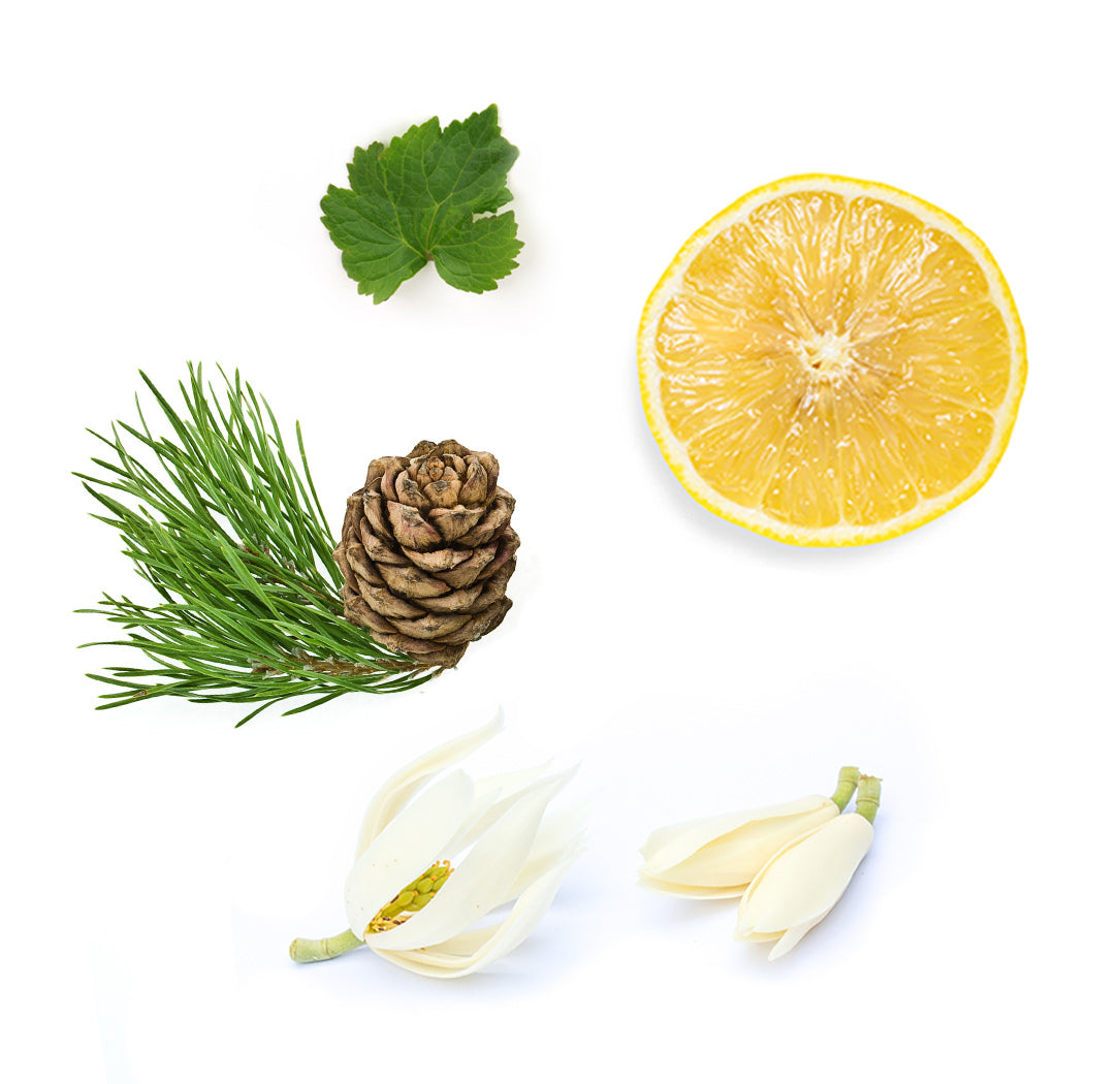 shinrin yoku 10ml whats inside 1085x1050 eu