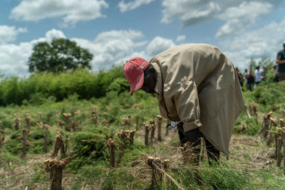 Doterra Teafa (Tea tree) illóolaj 15 ml