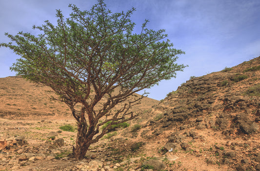 tömjén - frankincense