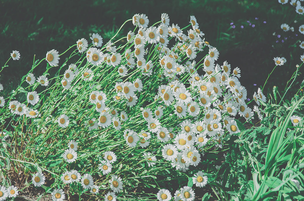 romanchamomille sourcing 1050x693 eu